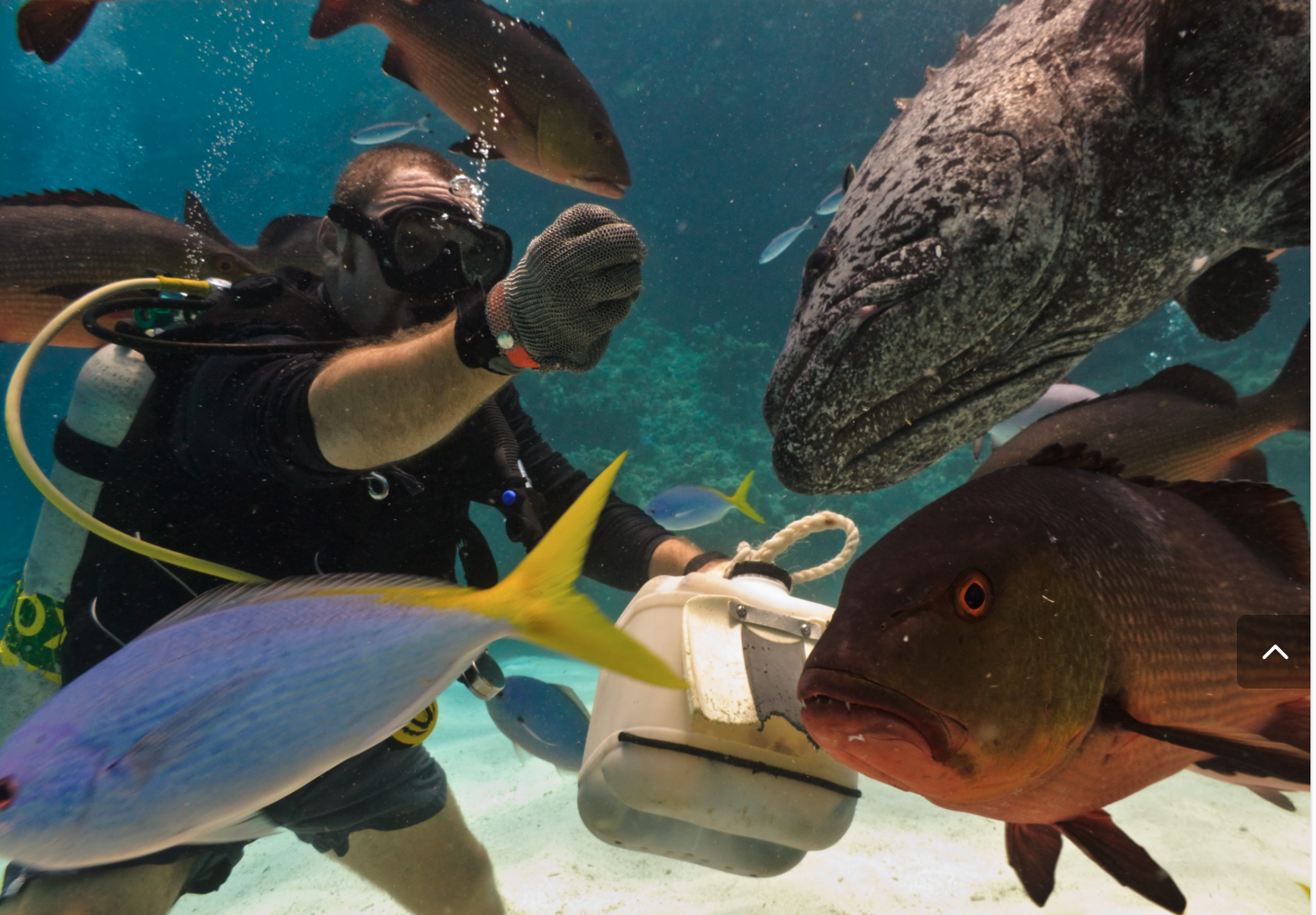 Great Barrier Reef